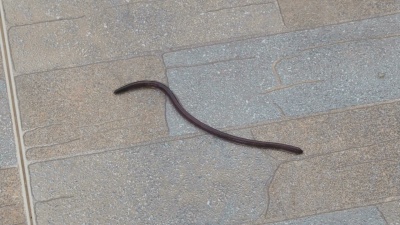 蚯蚓