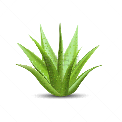 清新,芦荟,水滴,水,分离着色,白色,自然,湿,健康保健,草本