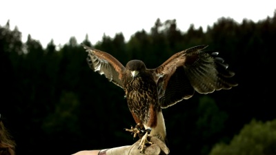   Super Slow-Mo 带Harris Hawk的猎鹰