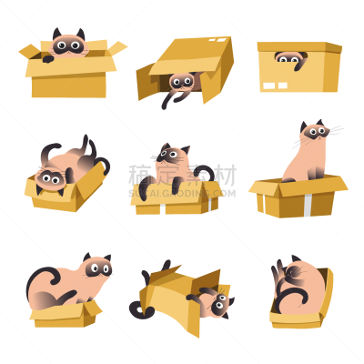 进行中,宠物,分离着色,猫,盒子,可爱的,卷着的,纯种犬,纸盒,坐