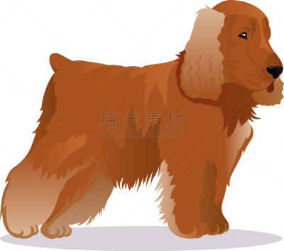 狗,美国人,可卡犬,长发,华丽的,宠物,图像,矢量,分离着色