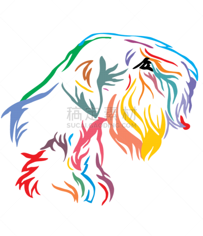华丽的,狗,希利哈姆犬,色彩鲜艳,注视镜头,可爱的,纯种犬,摆拍,肖像,服从