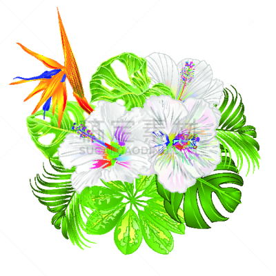 干酪藤,绘画插图,喜林芋属,木槿属,天堂鸟花,多色的,花束,矢量,棕榈树,插花