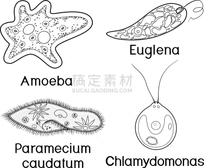 衣藻,原生动物,尾草履虫,单细胞生物,阿米巴,薄肌眼虫,书页,生物学,微生物学,细胞质