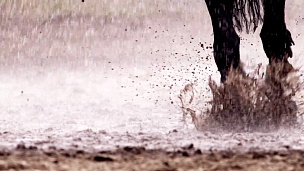 马在雨中奔跑