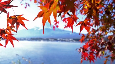 克雷恩在河口湖的高洋秋天拍摄了藤三，日本山梨湖