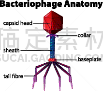图表,噬菌体,生理学,分离着色,白色,生物学,健康保健,生病