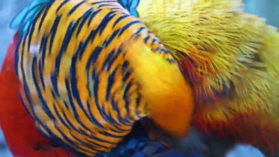 金雉