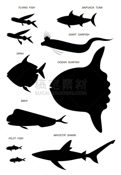 鱼类,图像,矢量,黑色,海洋,剪影