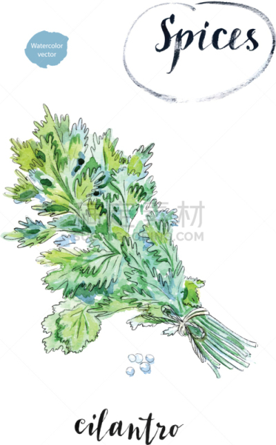 清新,芫荽叶,叶子,水彩画,绿色,蔬菜,有机食品,自然,精神振作,草本
