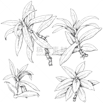 乱画,分离着色,轮廓,白色,鸡尾酒,季节,紫露草属,图像,枝,茎