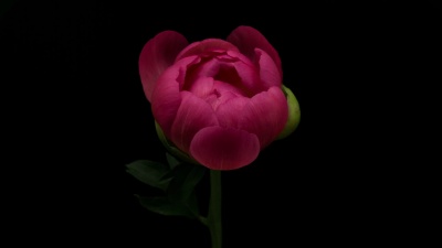 牡丹开花