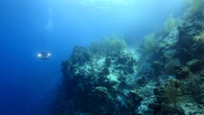 加勒比海的珊瑚礁海景，在潜水地点的库拉索岛附近。