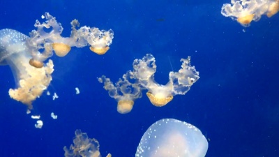 水母在水族馆里游泳