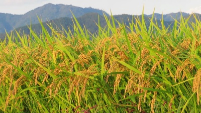 风景秀丽的日本花卉