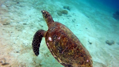 动物行为-极度濒危物种玳瑁海龟(Eretmochelys imbricata)。