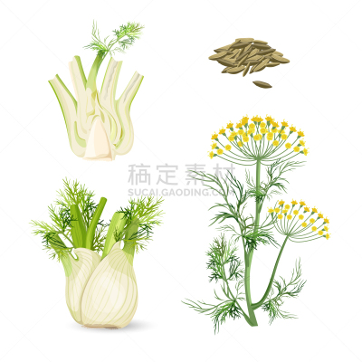 茴香,黄色,草本,多年生植物,开花植物,蔬菜,素食,清新,香料,烹调