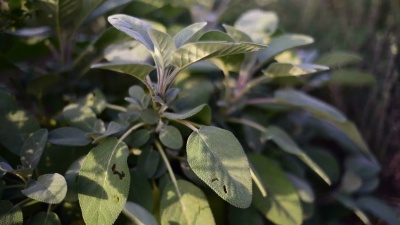 药用植物鼠尾草