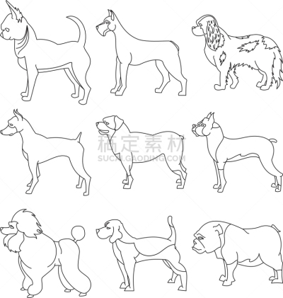 直的,狗,白色,纯种犬,非凡的,骑士,图像,杜宾犬,猎犬,布置