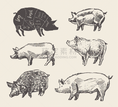 菜单,猪,餐馆,猪肉,牛排,部分,动物腿骨,食品,烤肉架,绘制