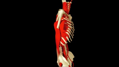 说明人体解剖的3D动画