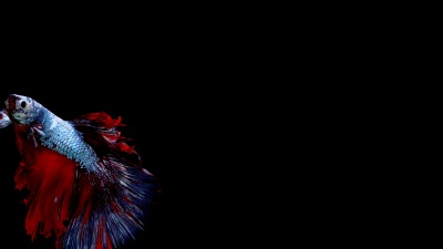 充满活力的暹罗斗鱼(Betta Splendens)的超级慢动作，众所周知的名字是plakat tai，betta是gourami家族中的一个物种。