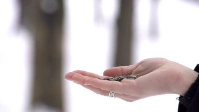 慢动作 帕鲁斯手头着地，拿着一粒种子
