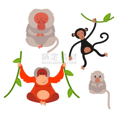 猴子,动物,反差,濒危物种,可爱的,纯种犬,野生动物,打字,布置,坐