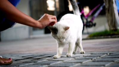 茉莉猫