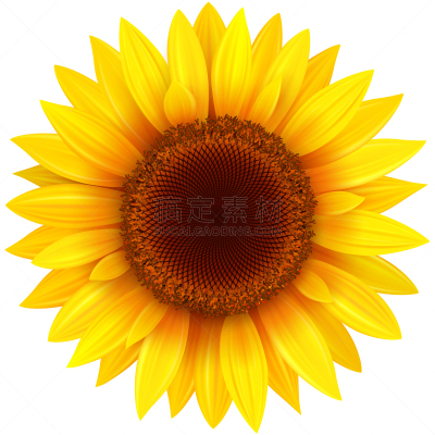 向日葵,白色,分离着色,波兰,背景分离,橙色,春天,夏天,绘画插图,园艺