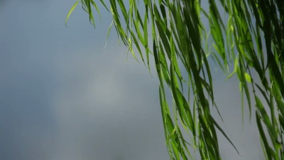 柳树