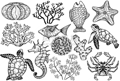 贝壳,珊瑚,草图,鱼类,海龟,抽象,海滩,华丽的,野生动物