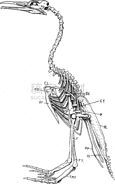 动物骨骼,白色,矢量,图像,已灭绝生物,雕刻图像,黑色,标签,鸟类,复古