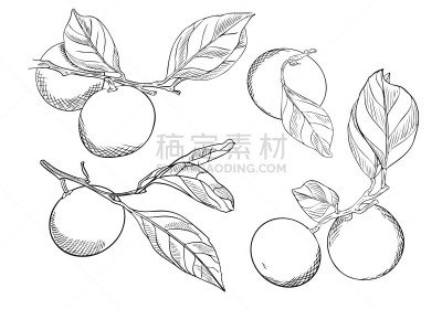 桔子,枝,乱画,草图,矢量,分离着色,手,轮廓,叶子,收集