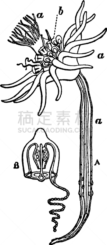 人类的生殖器官,白色,矢量,图像,雕刻图像,黑色,复古