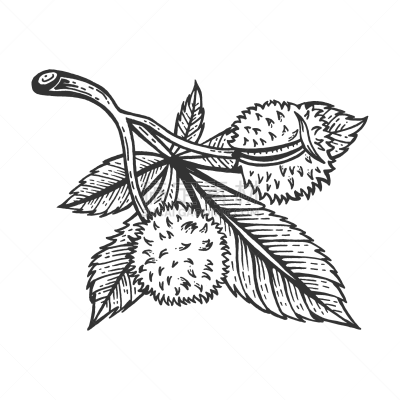 草图,雕刻图像,枝,栗树,橡树果,植物,剪贴画,木版画,分离着色,绘制