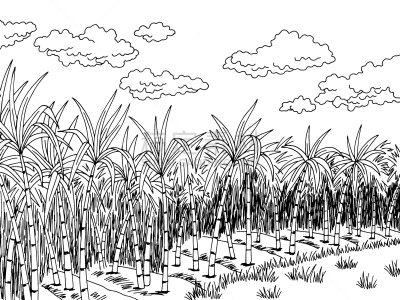 草图,绘画插图,种植园,白色,矢量,甘蔗,地形,黑色,插画,农业