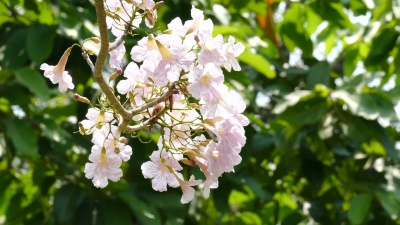 粉红色花秋茄