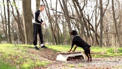 驯狗师用杜宾犬喂食和做运动