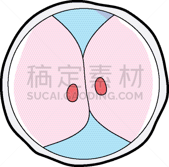 生物学,脱氧核糖核酸,胚胎,卵子,人,科学,生物科技,健康保健,分割