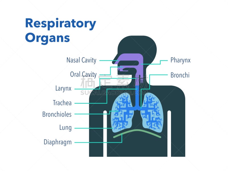 简单,绘画插图,呼吸系统,部分,英格兰,品牌名称,鼻腔,英语,背景分离
