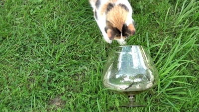 用爪子抓到的猫在绿草中的玻璃水族馆里钓到的鱼。Full 