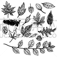蕨类,叶子,自然,绘画插图,灌木,热带气候,森林,矢量,草本