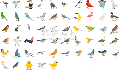 鸟类,彩色图片,矢量,苍鹭,图像,嘲鸫,绘画插图,安第斯红鹳,乌鸦