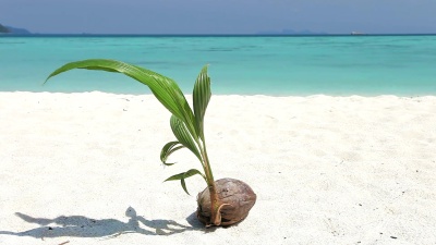 椰子棕榈树岛