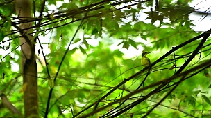 一只鸟在树上梳理羽毛