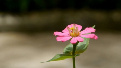 蝴蝶与花