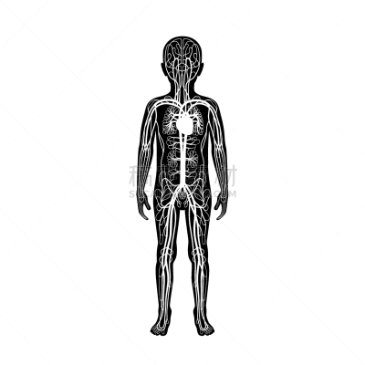 心血管系统,男孩,生物学,健康保健,人,男人,主动脉,矢量,流动