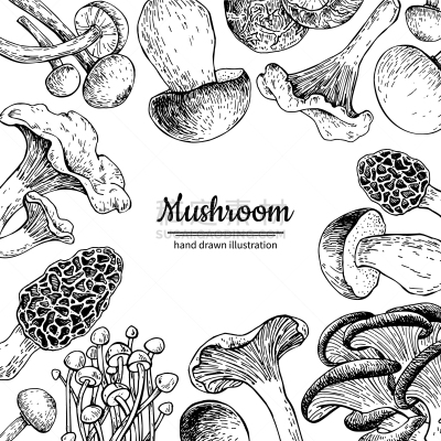 草图,分离着色,食用菌,动物手,边框,蔬菜,Porcini Mushroom,配方,绘制,烹调
