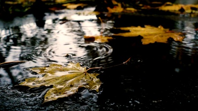 雨滴落在黄枫叶的水坑上